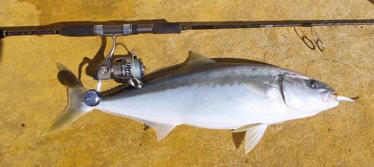 Snapper kingfish mackerel